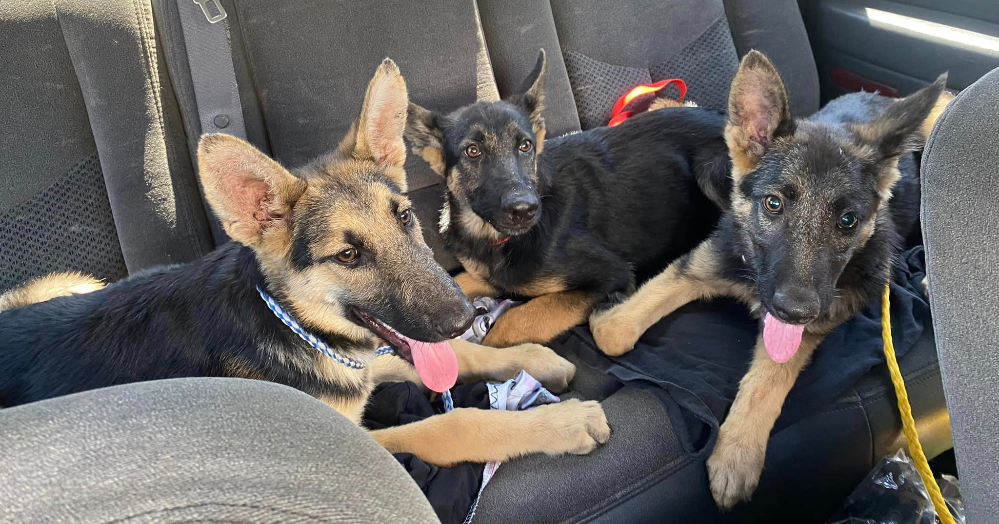 Three starving German Shepherd puppies were left in dumpster, rescued by Good Samaritan