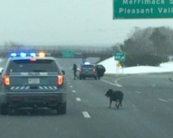 Heroic police spring into action as dog walks in traffic across all lanes