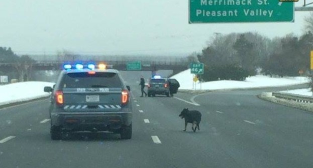 Heroic police spring into action as dog walks in traffic across all lanes
