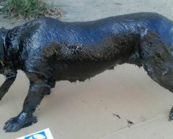 Now we pay tribute to the animal lovers who saved the dog completely covered in tar – what heroes!