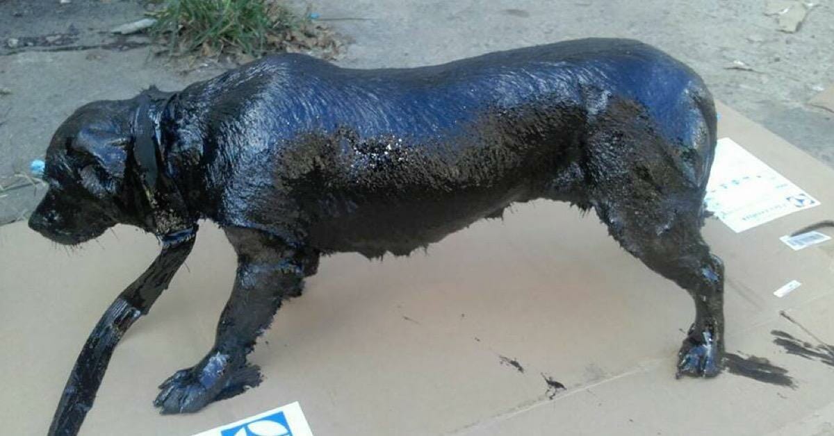Now we pay tribute to the animal lovers who saved the dog completely covered in tar – what heroes!