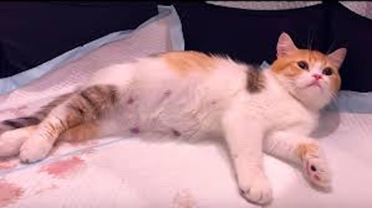 Very pregnant mama cat gives birth to 5 kittens with completely different colors