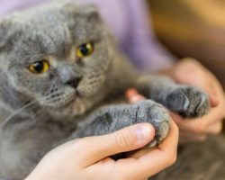 New York becomes first state to ban declawing cats