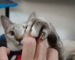 Pittsburgh city council unanimously approves ban on declawing cats