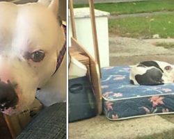 Dog quietly waits on mattress after owners abandon him along with their trash