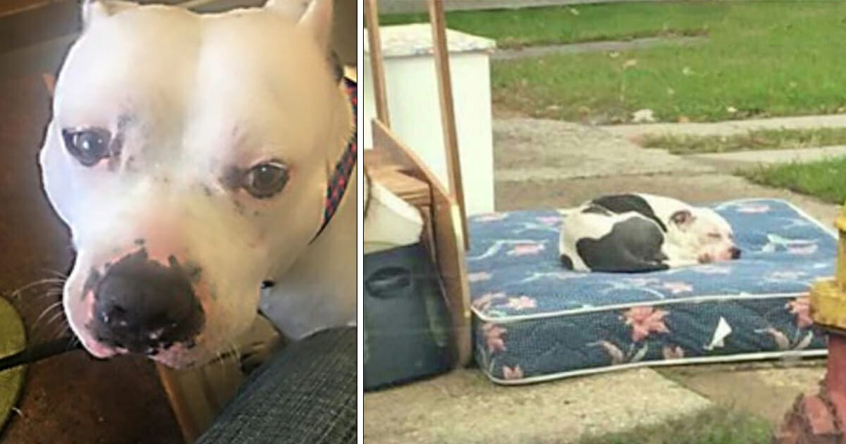 Dog quietly waits on mattress after owners abandon him along with their trash