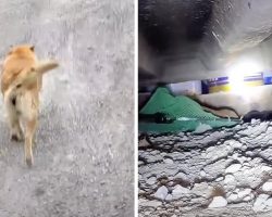 Stray Mama Dog Led Me To Her ‘Hidden Litter’, Begged Me To Help Her Babies