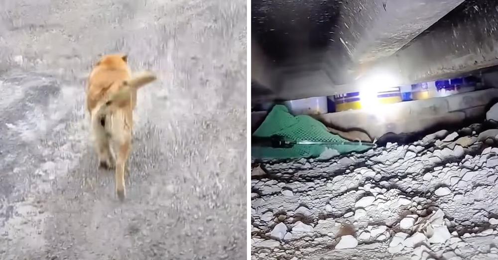 Stray Mama Dog Led Me To Her ‘Hidden Litter’, Begged Me To Help Her Babies
