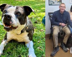 Shelter dog spent over 800 days waiting for a home — now she’s finally “hit the jackpot”