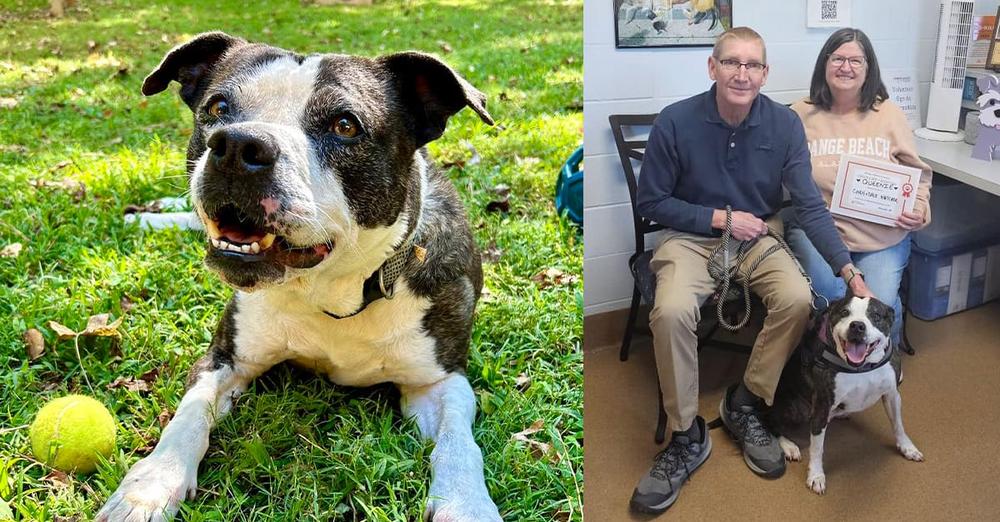 Shelter dog spent over 800 days waiting for a home — now she’s finally “hit the jackpot”