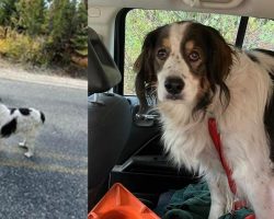 Rescue dog’s heroic actions save 84-year-old owner’s life after accident