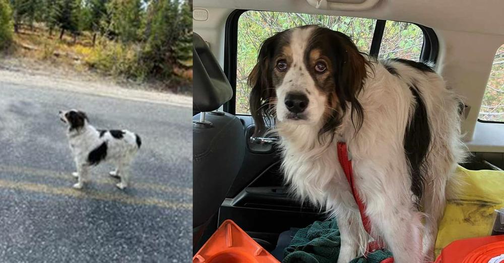 Rescue dog’s heroic actions save 84-year-old owner’s life after accident