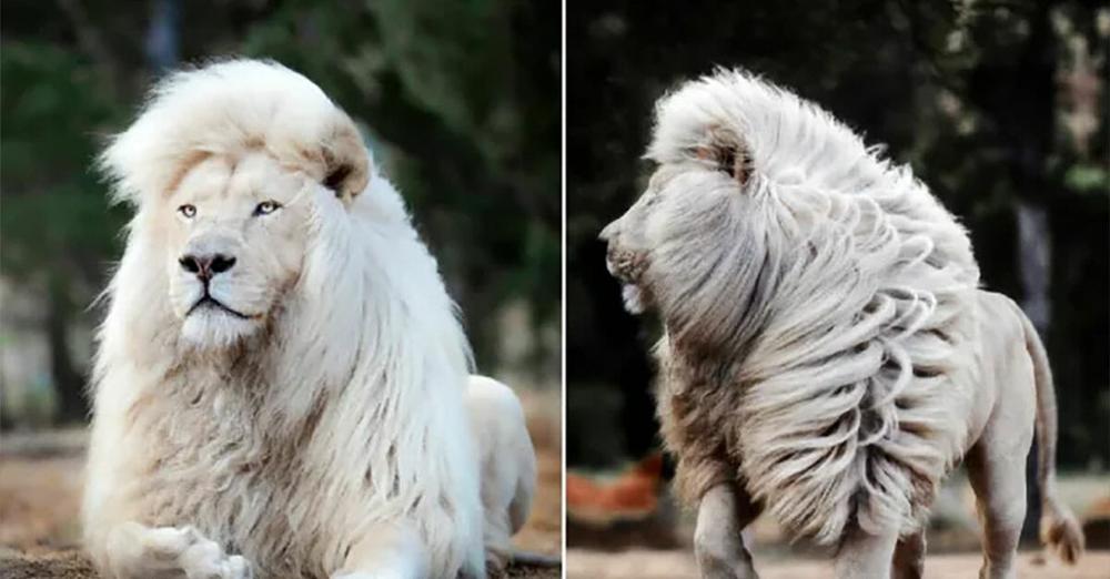 Rare white lion captured on camera showing off his incredible mane