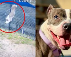 Dog was heartlessly thrown over 6-foot fence — now she has a great new start