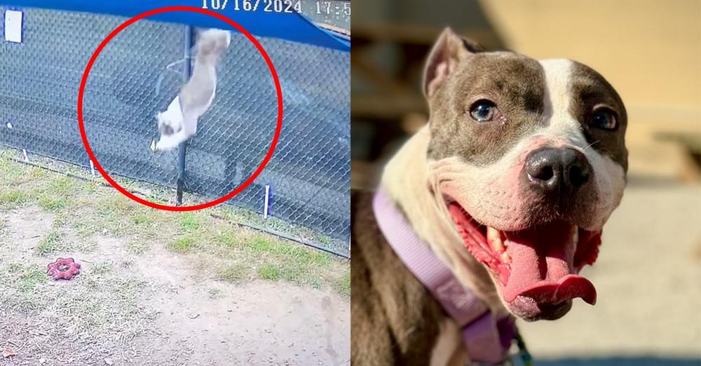 Dog was heartlessly thrown over 6-foot fence — now she has a great new start
