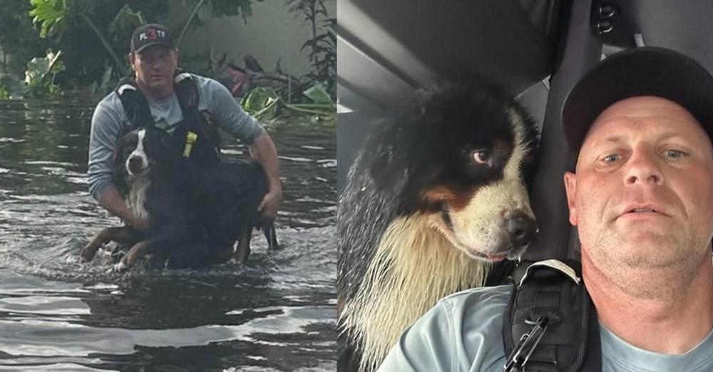 Dog’s “eyes say it all” after firefighter rescues him from Hurricane Milton flood
