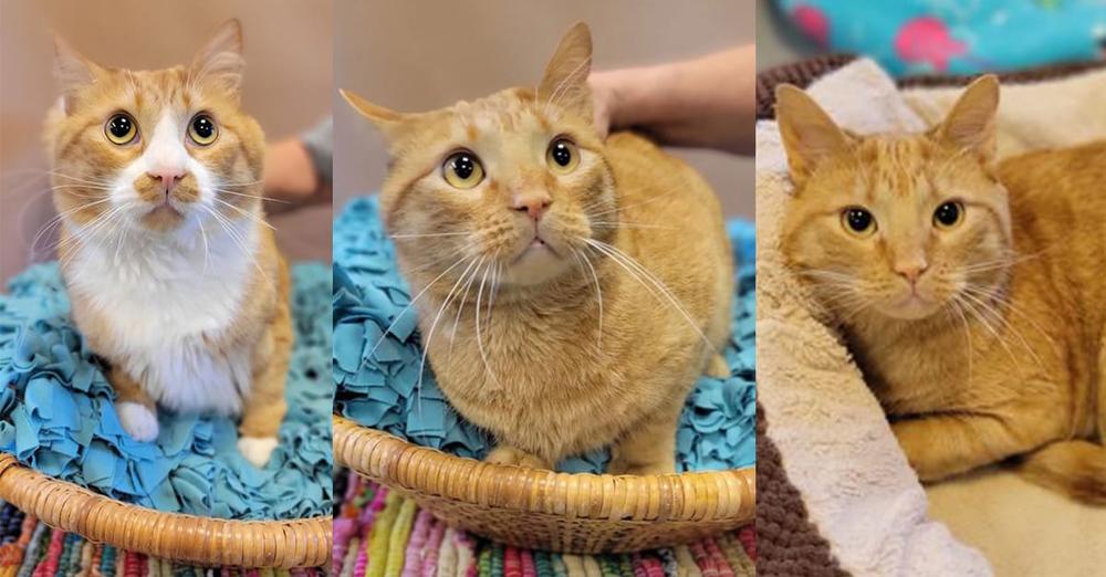 Trio of kittens ended up in shelter after hurricane — now looking for new home together