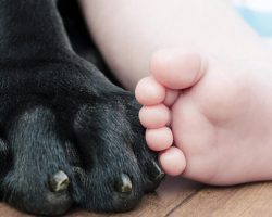 Mother dog saves life of abandoned newborn baby by cuddling up with her in the cold
