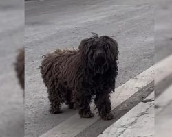 Abandoned Pup Went From House-To-House And ‘Pleaded’ For People To Adopt Her