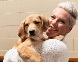 Music star Pink fostering puppy on her tour, aiming to find him a forever home