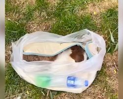Dog ‘Barely’ Breathing In Tiny Bag Was Discovered Just In Time By Kind Rescuers