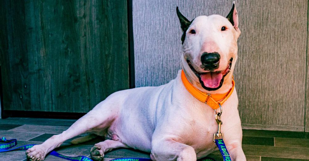 Update: Dog left tied to pole ahead of Hurricane Milton now in safe hands and has a fitting new name
