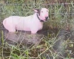 Dog found tied up to pole ahead of Hurricane Milton, rescued by troopers