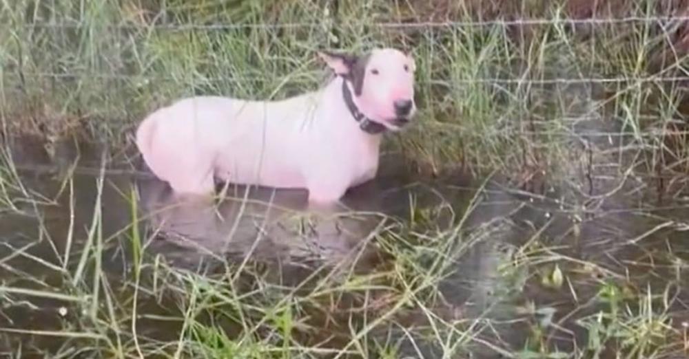 Dog found tied up to pole ahead of Hurricane Milton, rescued by troopers