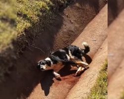 ‘Forsaken’ Lying In A Drain, An Injured Dog Wagged His Little Tail Until ‘Good Souls’ Decided To Help Him