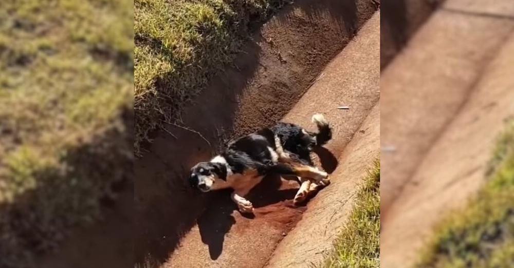 ‘Forsaken’ Lying In A Drain, An Injured Dog Wagged His Little Tail Until ‘Good Souls’ Decided To Help Him