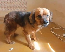 Devastated Dog Refused To Leave The House After The ‘Tragic Loss’ Of Her Mama