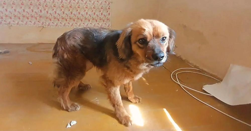 Devastated Dog Refused To Leave The House After The ‘Tragic Loss’ Of Her Mama