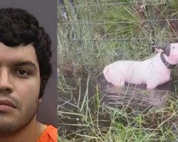 Update: Owner arrested after tying dog to pole ahead of hurricane, charged with felony animal cruelty