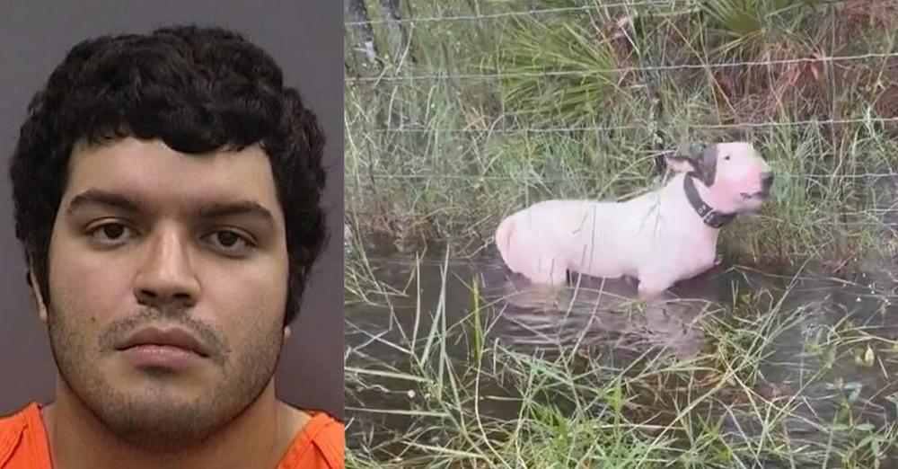 Update: Owner arrested after tying dog to pole ahead of hurricane, charged with felony animal cruelty