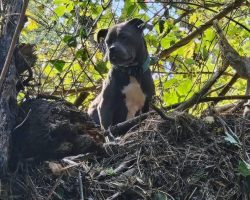 Dog rescued after spending 5 days 20 feet up tree after Hurricane Helene