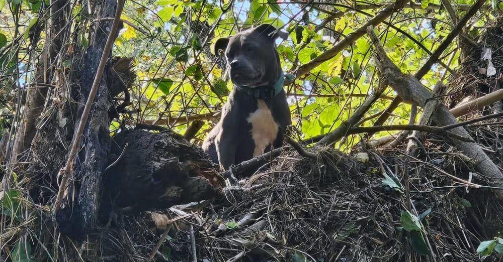 Dog rescued after spending 5 days 20 feet up tree after Hurricane Helene