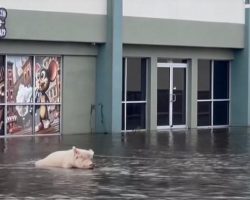 Pig Tied To Gas Station Is Rescued From Hurricane Milton Just In Time, Her Name Is Millie