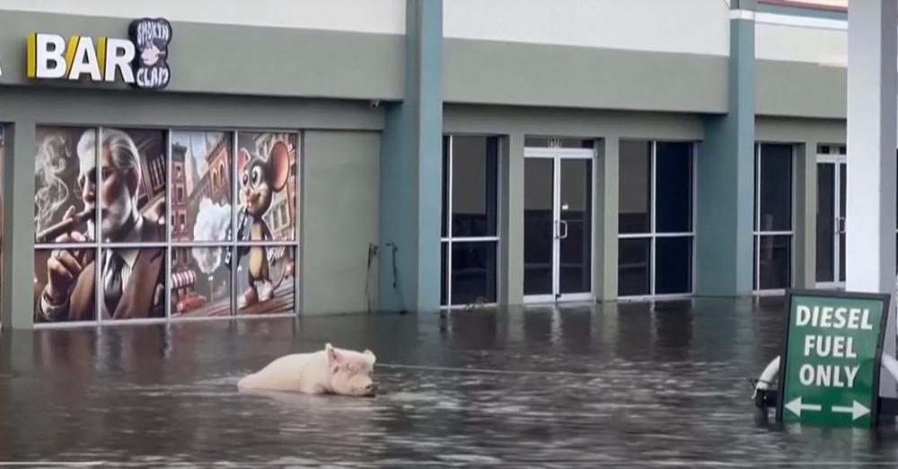 Pig Tied To Gas Station Is Rescued From Hurricane Milton Just In Time, Her Name Is Millie