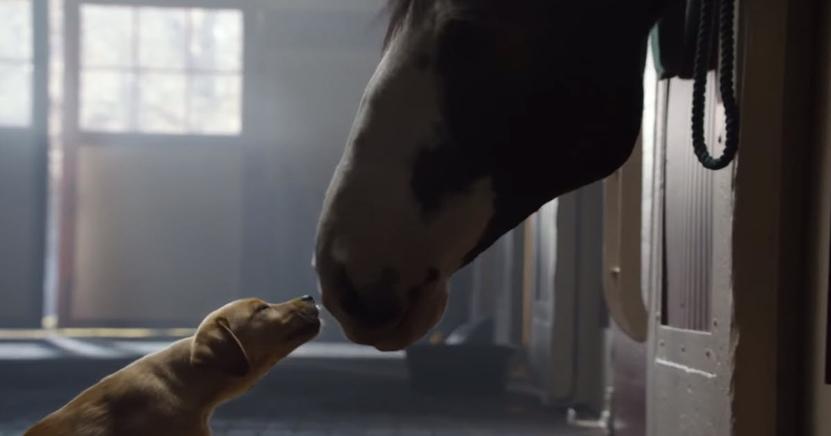 Budweiser’s Classic 2014 Super Bowl Commercial, Puppy Was Kept Away From Her Best Friend