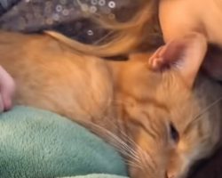 Little girl emotionally sings ‘You Are My Sunshine’ to dying cat