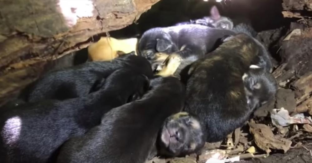 Mama Dog Placed All 13 Pups In A Safe Little Nook Despite Her Broken Leg