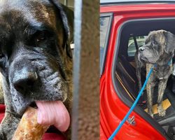 Mastiff was thrown into lake and left to drown — rescue leads to a happy ending