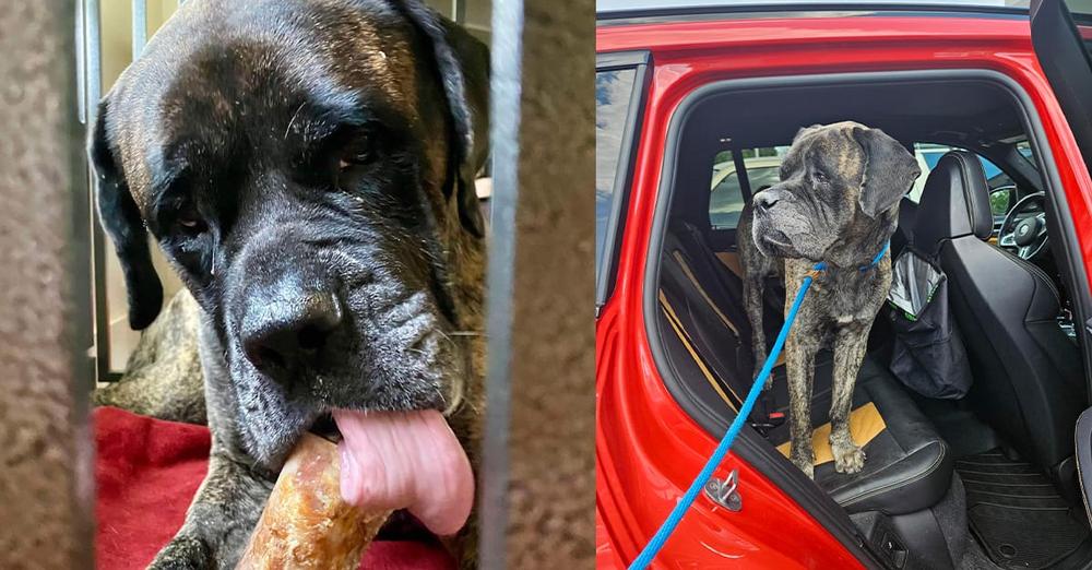 Mastiff was thrown into lake and left to drown — rescue leads to a happy ending