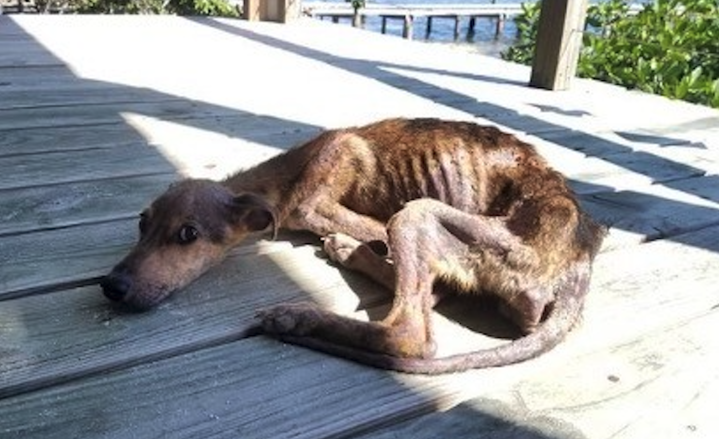 Starving dog found on desert island just days from death – traveler springs into action with only 48 hours to spare1