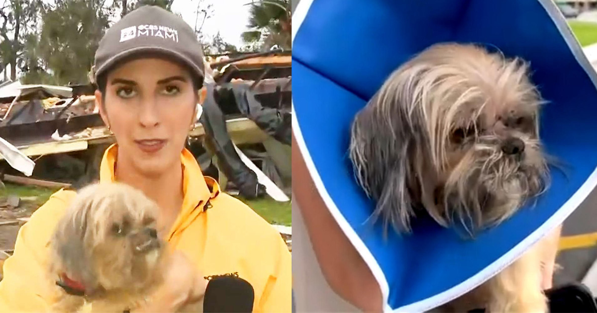 Dog miraculously pulled from Hurricane Milton rubble during live news segment