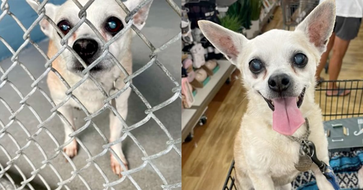 Woman Adopts 18-Year-Old Senior Dog Dumped by Owners, Makes His Final Days Magical