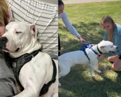 Woman sees favorite foster dog from 4 years ago on adoption sight — fate brings them back together