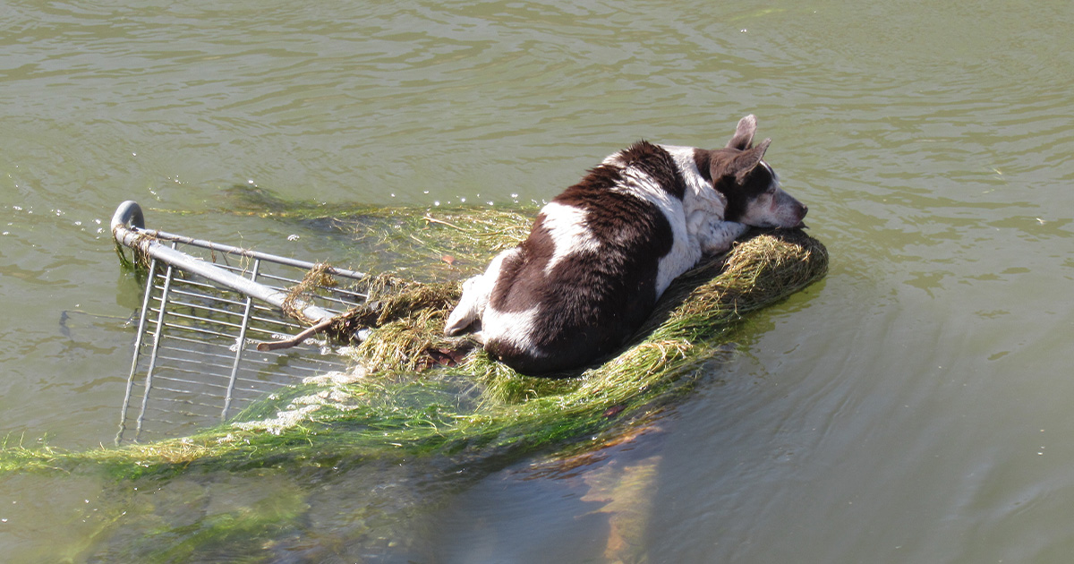 Dog was stranded in canal with “no chance of survival” — rescue leads to a second chance