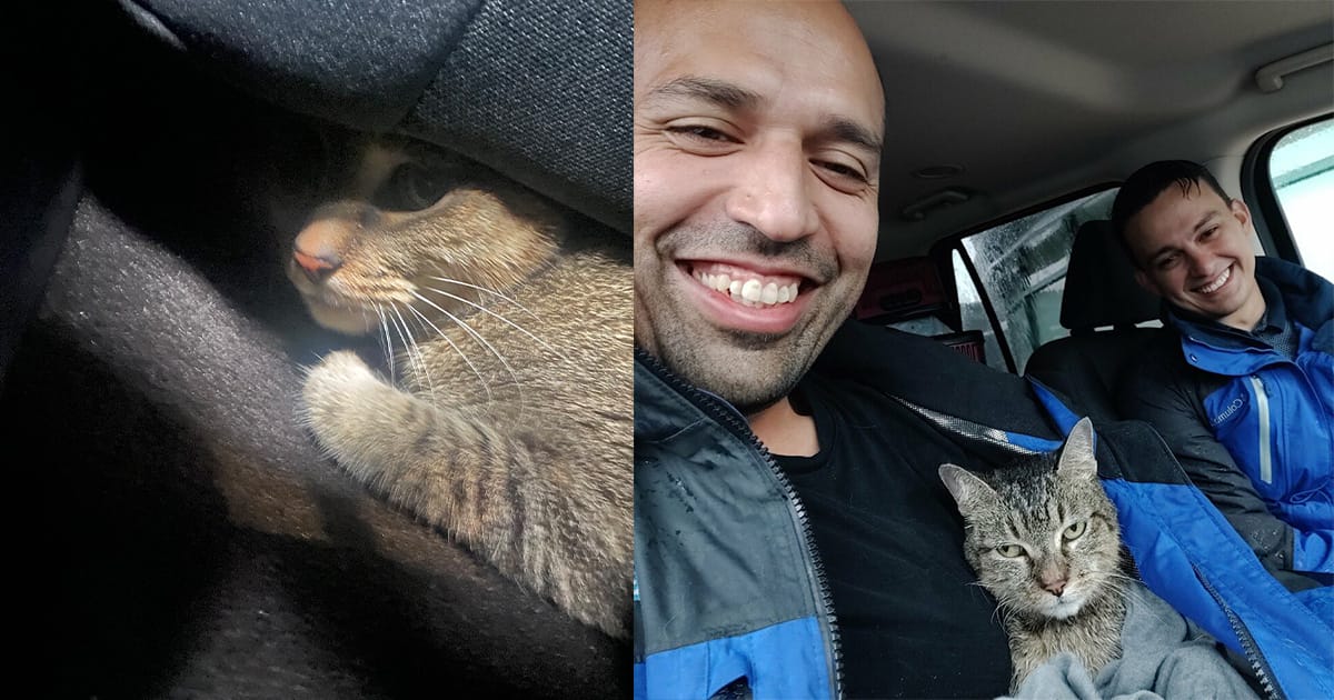 Journalists hear meowing from under their car — save a scared kitten during Hurricane Milton