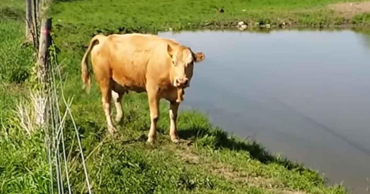 Cow’s strange behavior catches man’s attention